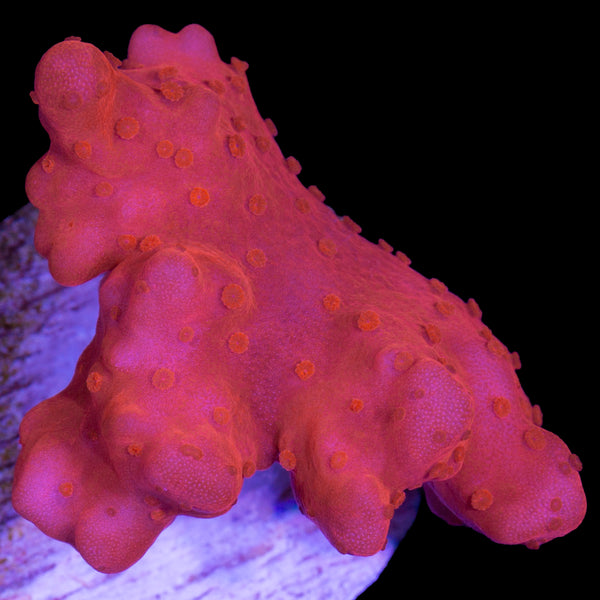 Vivid's Montipora Setosa Coral - 800 Grown - Vivid Aquariums
