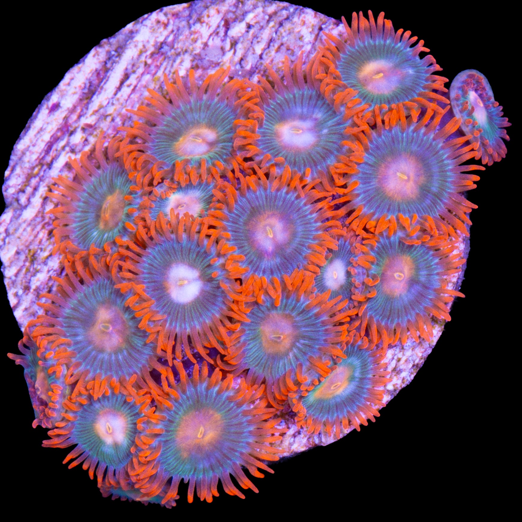 Vivid's Tropicana Zoanthids