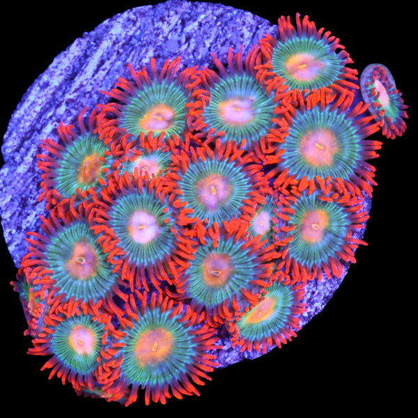 ZOA Orange Skirt Yellow Zoa With Pink Skirt Zoa Id Reef2Reef