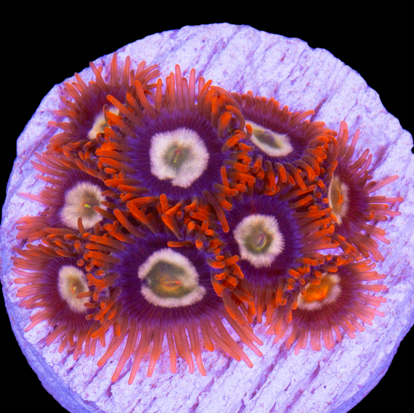 Vivid's Starfire Zoanthids