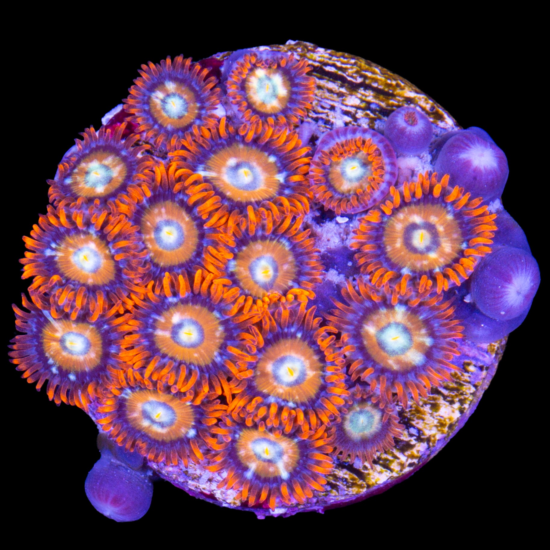 Vivid's Bleached Blonde Zoanthids