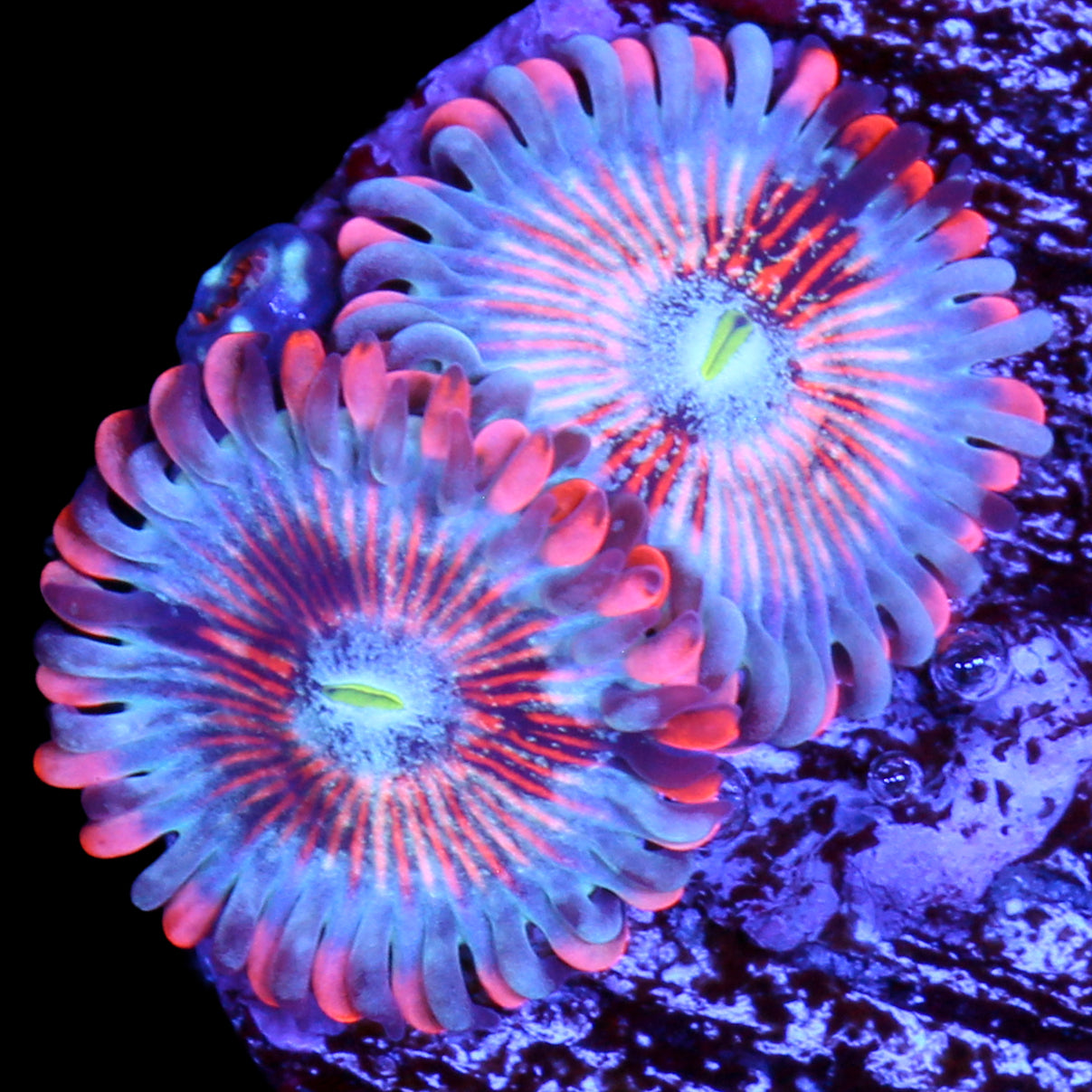 Vivid's White Zombie Zoanthids
