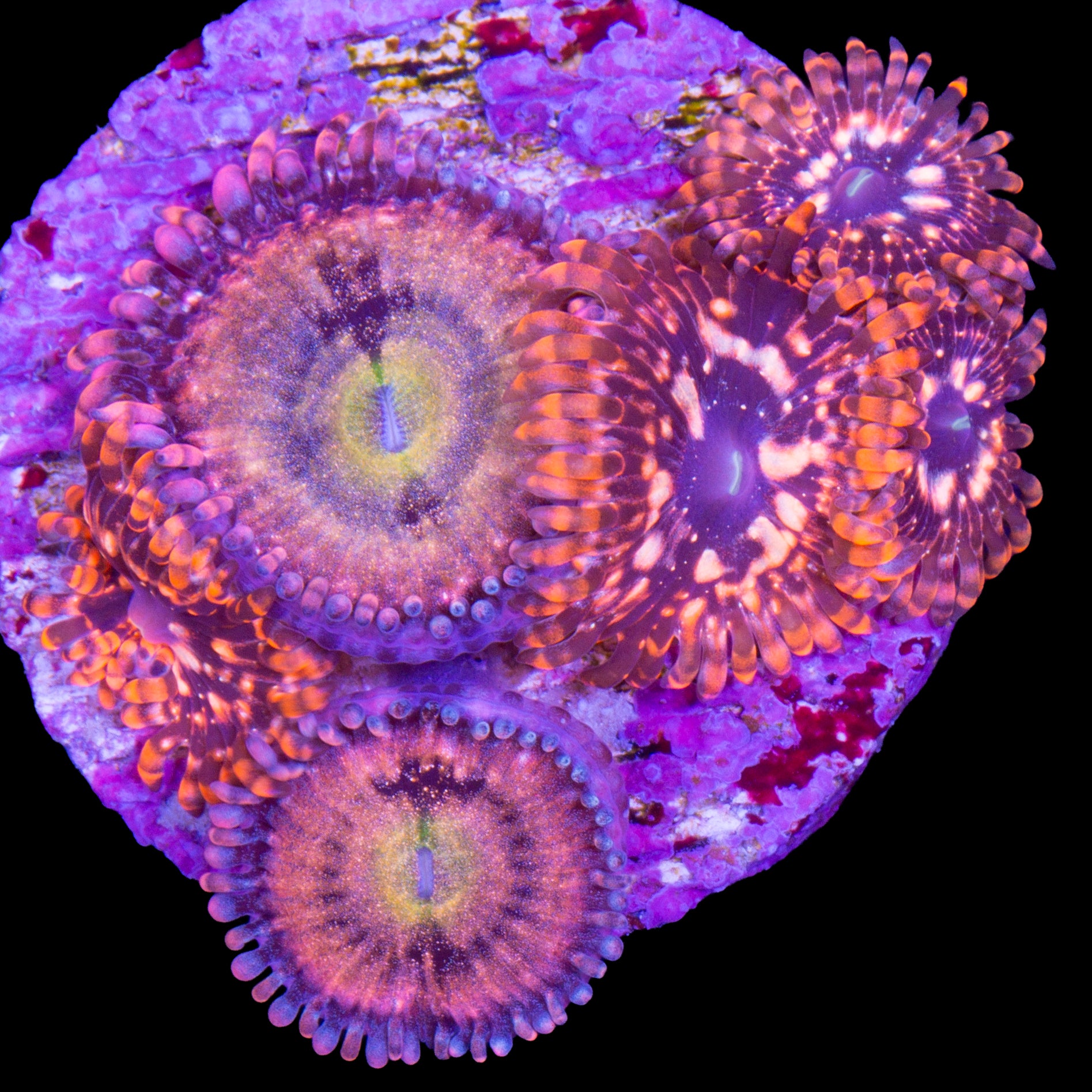 Vivid's Utter Chaos & Halle Berry Combo Zoanthids
