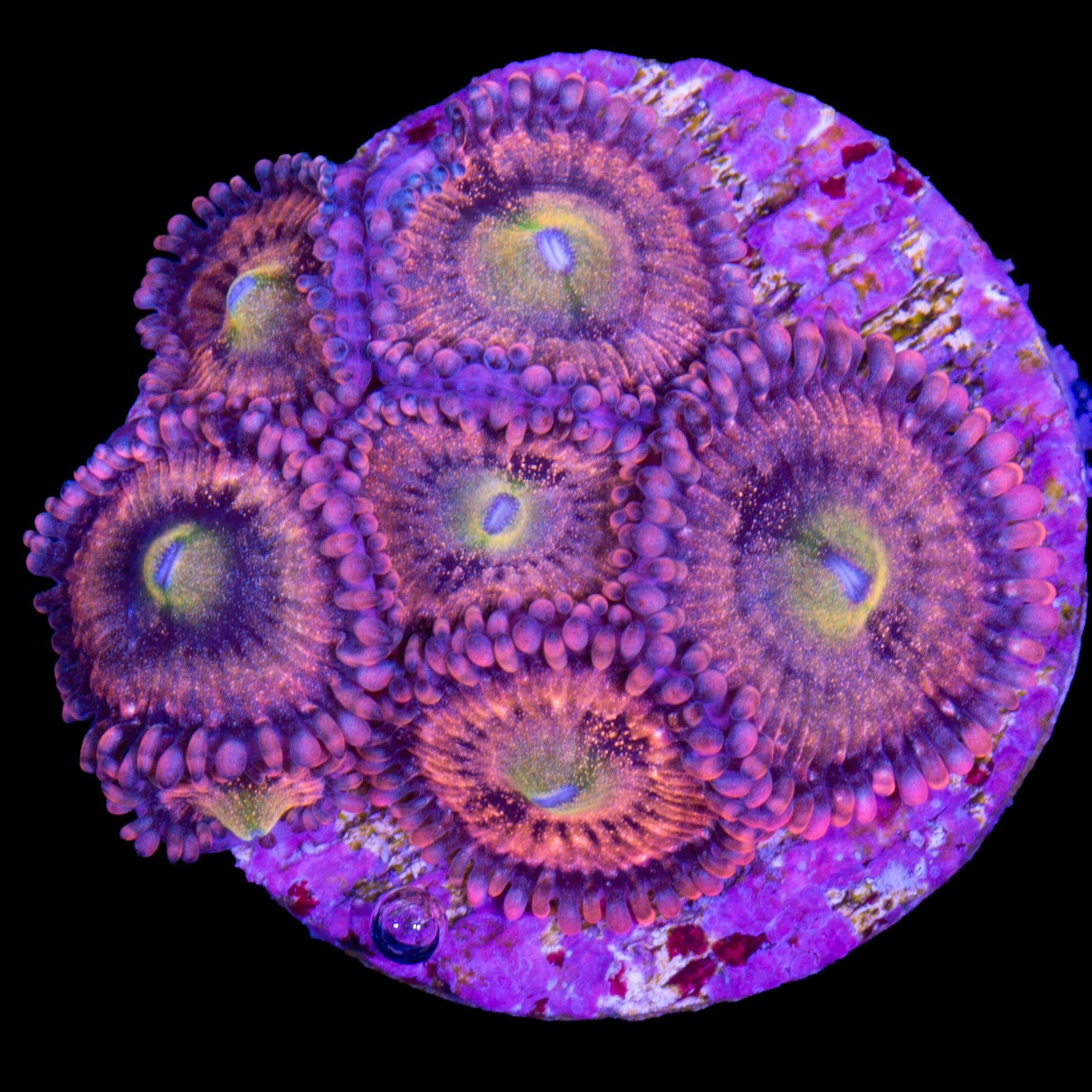 Vivid's Halle Berry Zoanthids