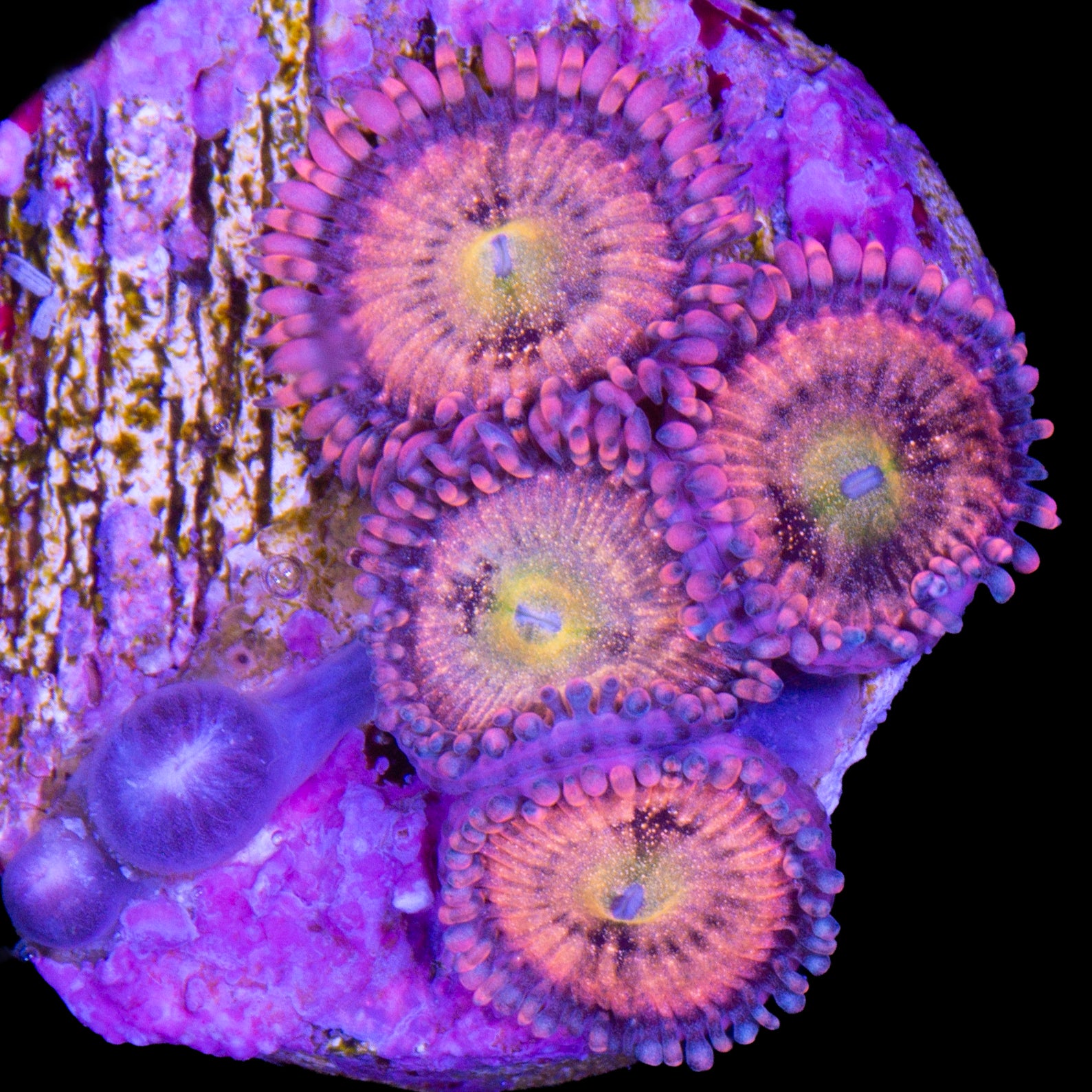 Vivid's Halle Berry Zoanthids