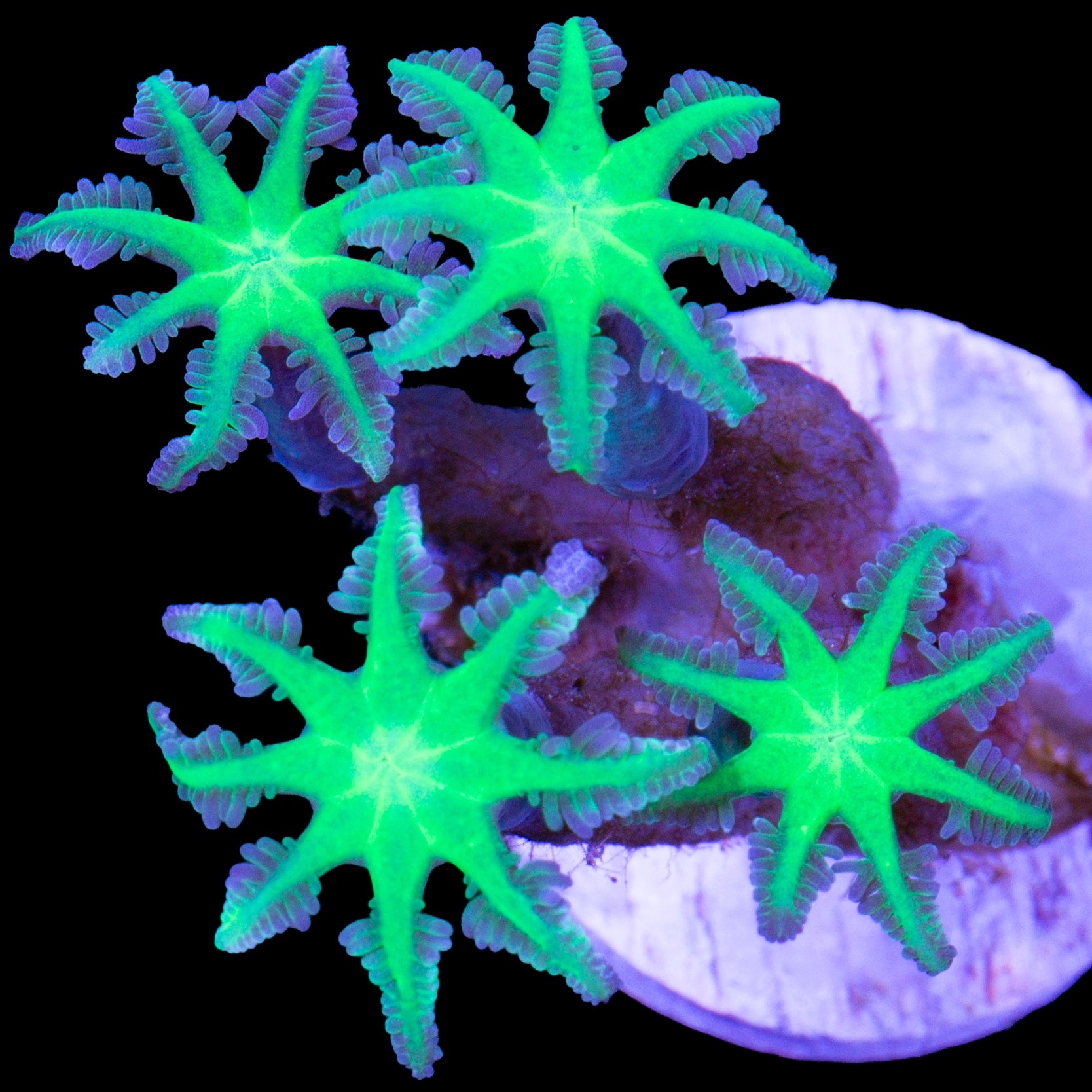 Neon Green Clove Polyps