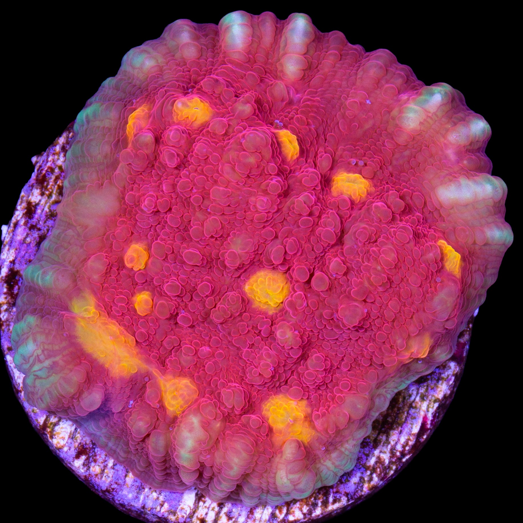 Golden Eye Echinophyllia Coral