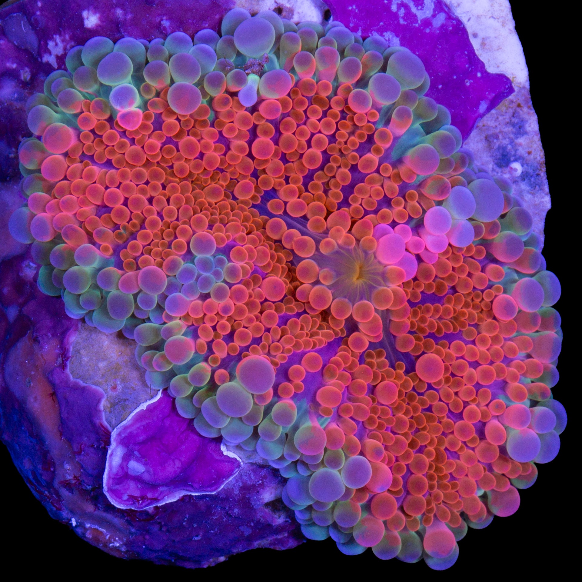 Ultra Solomon Island Ricordea Mushroom