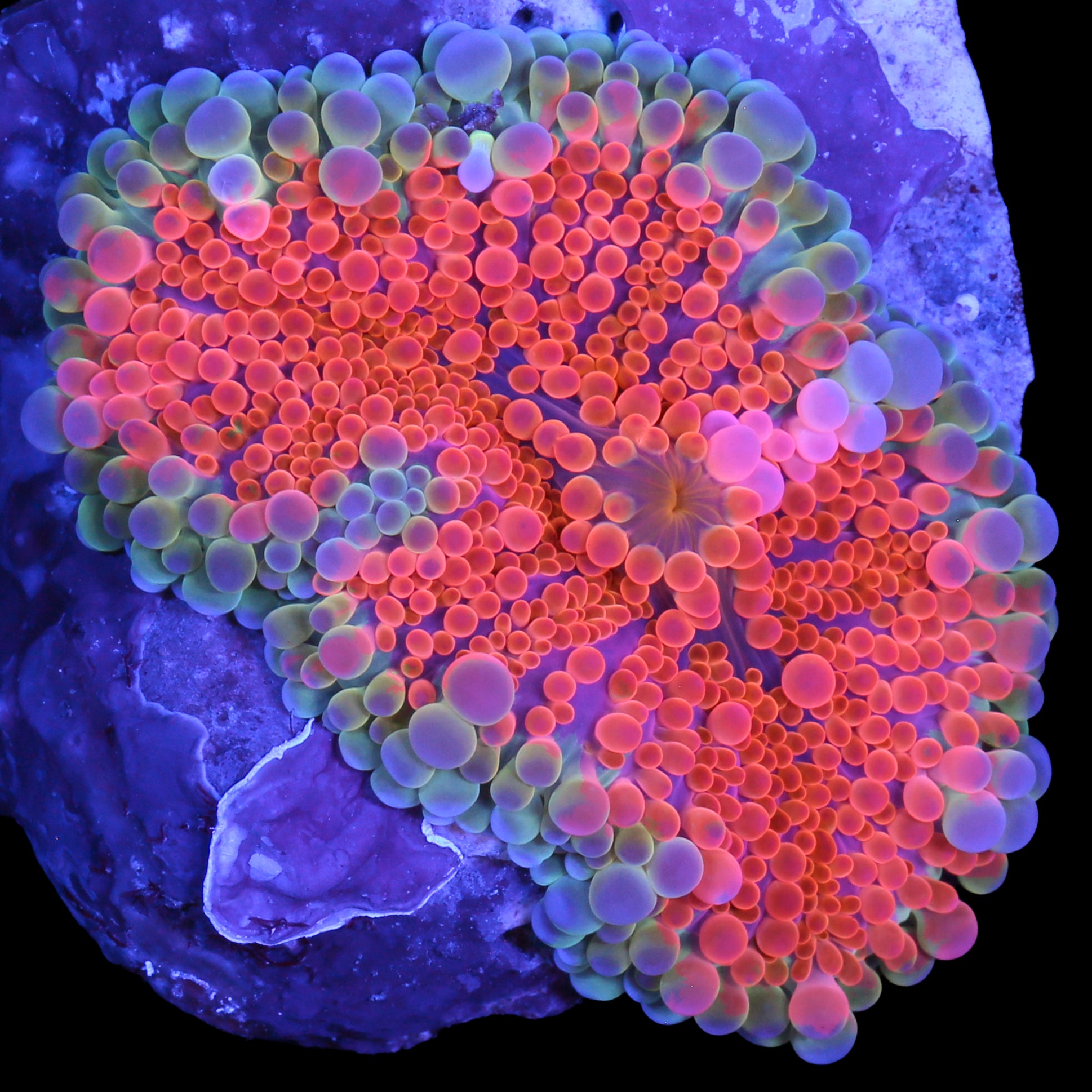 Ultra Solomon Island Ricordea Mushroom