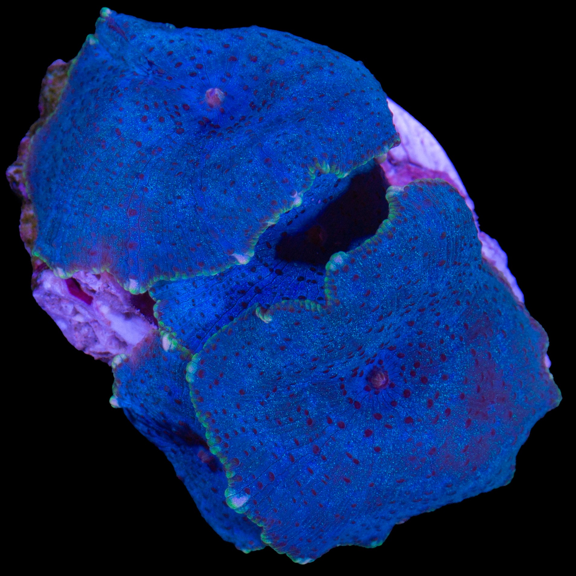 Green Rim Blue Mushrooms