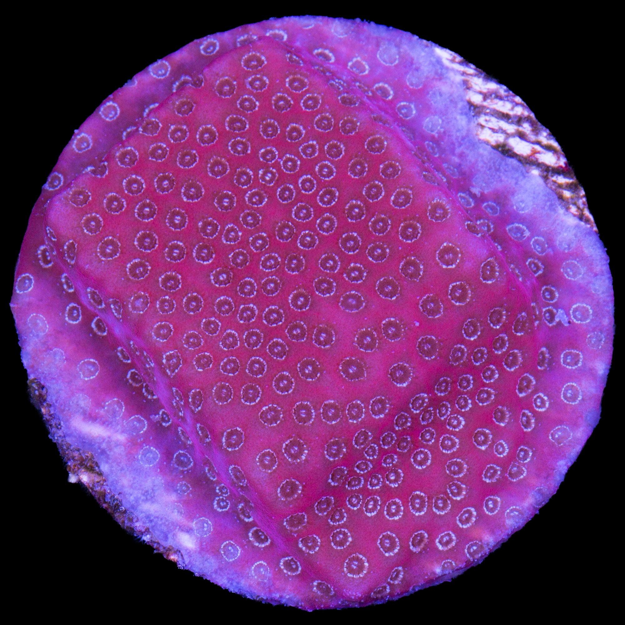 Darth Maul Porites Coral