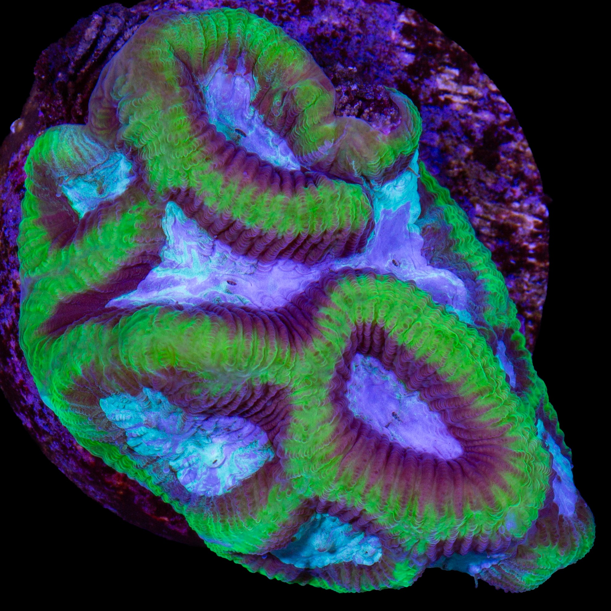 Vivid's Dragon Soul Platygyra Coral