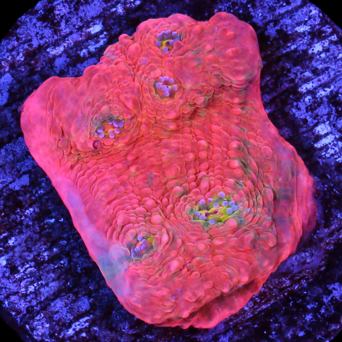 Original Viivd Echinophyllia Coral