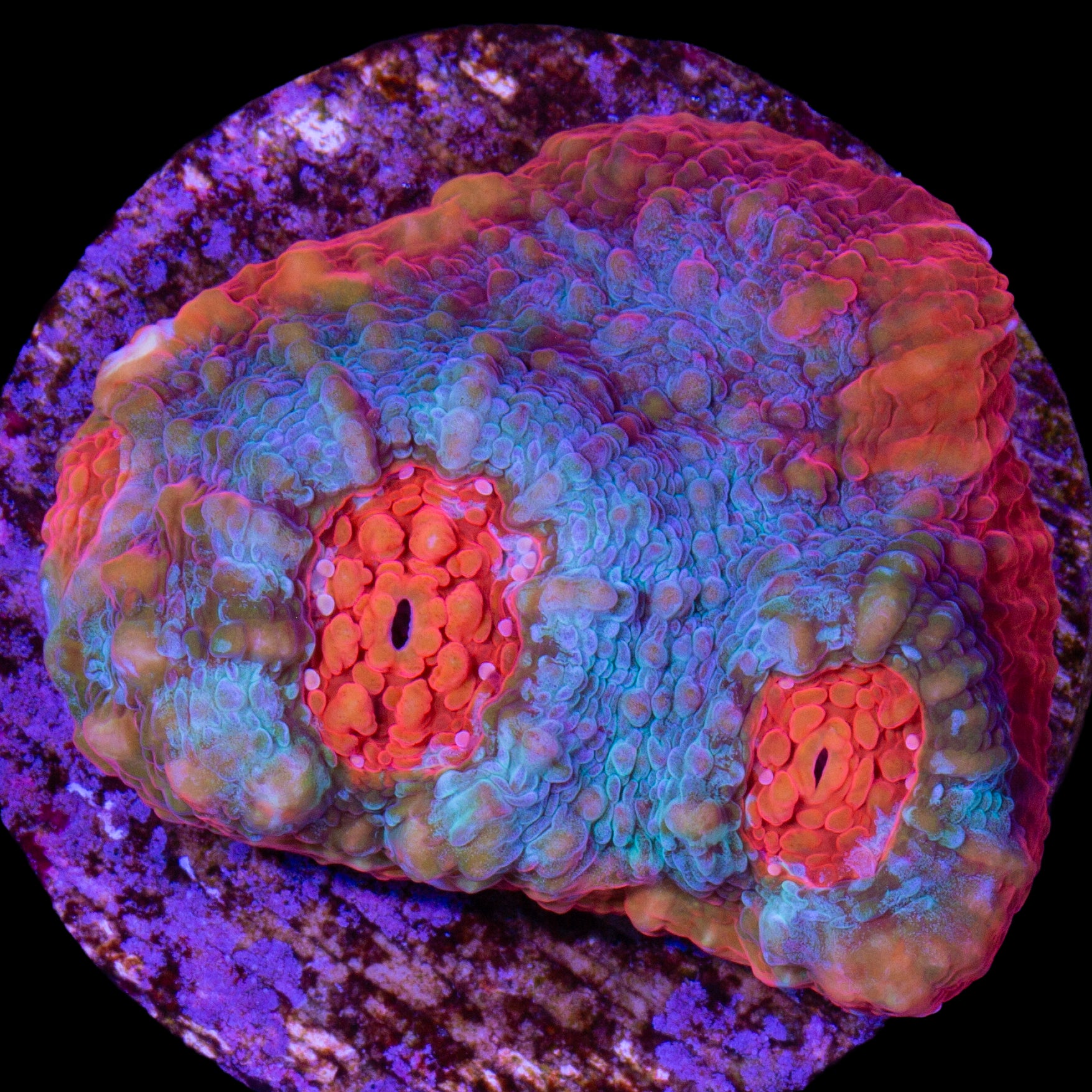 Red Gecko Echinophyllia Coral