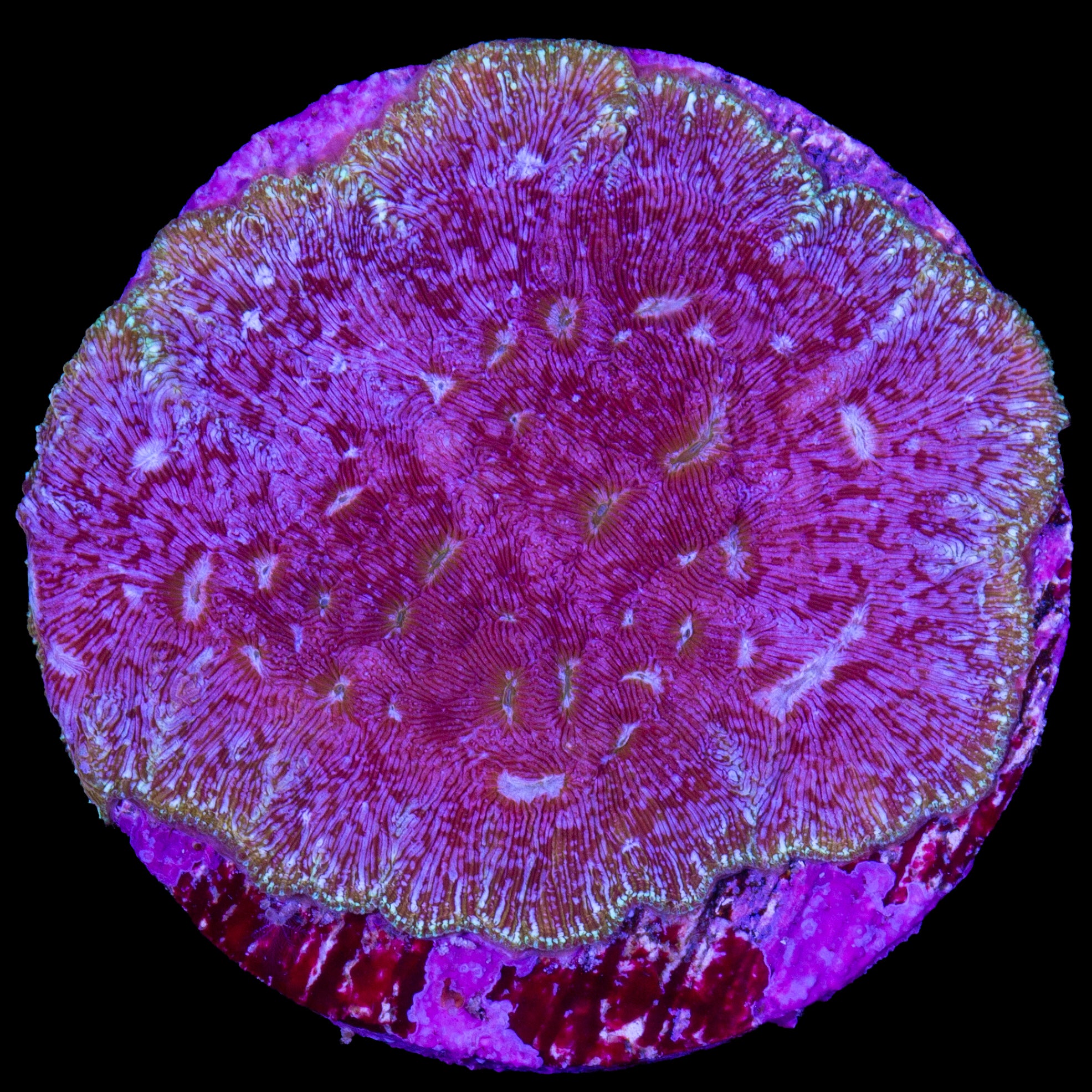 Klepto Leptoseris Coral