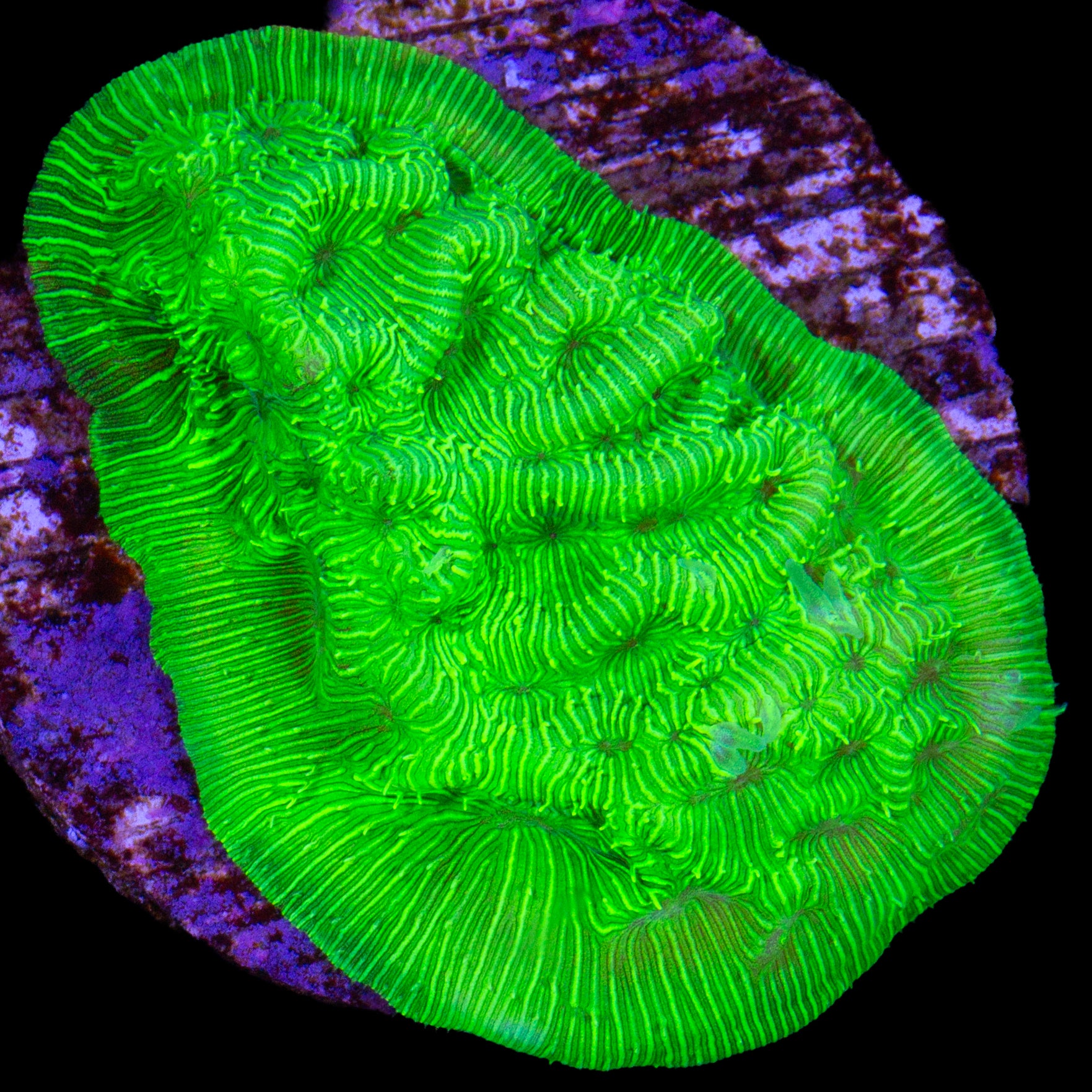 Convict Leptoseris Coral