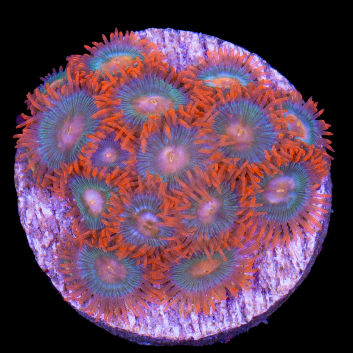 Vivid’s Tropicana Zoanthids