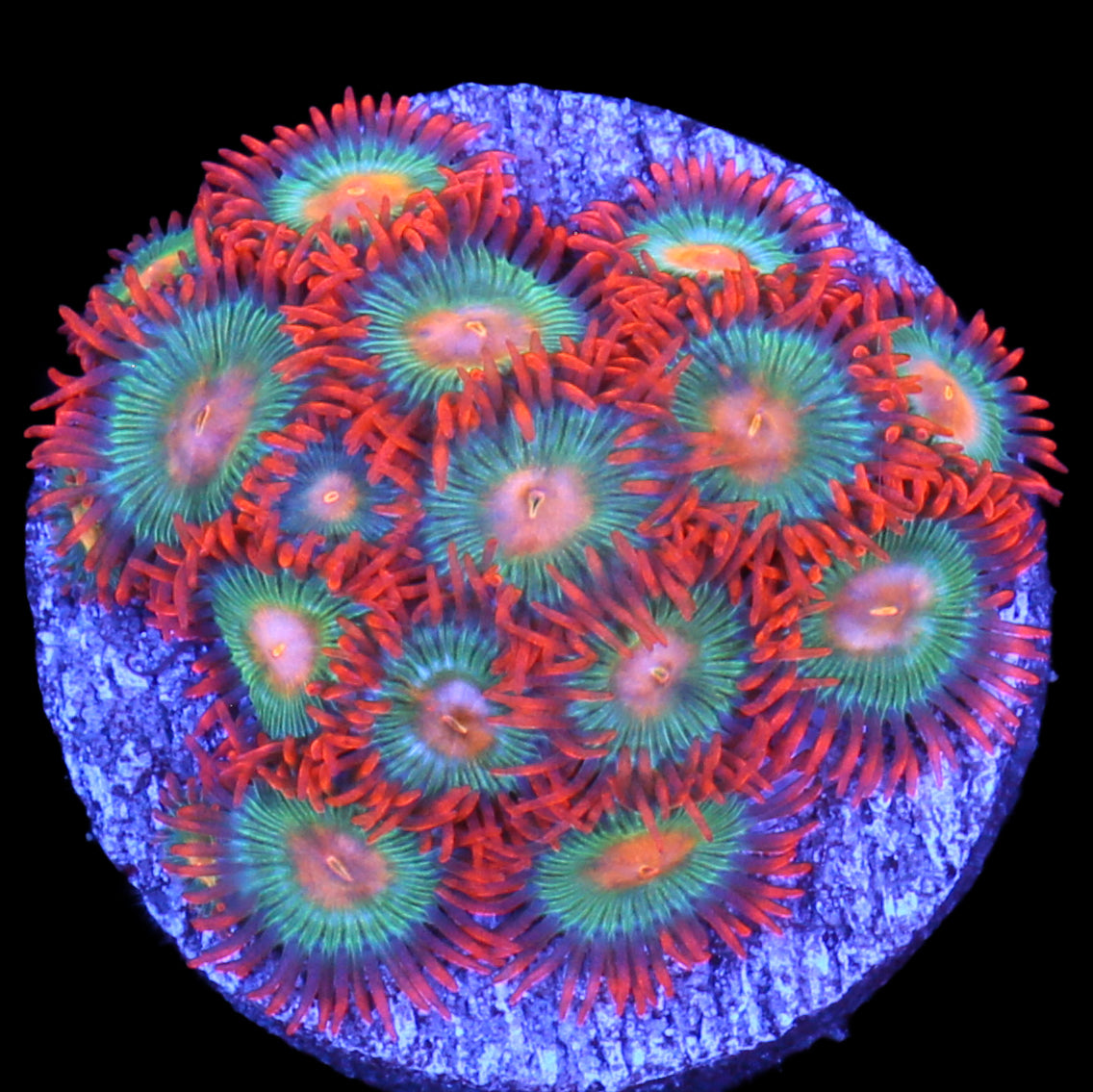 Vivid’s Tropicana Zoanthids