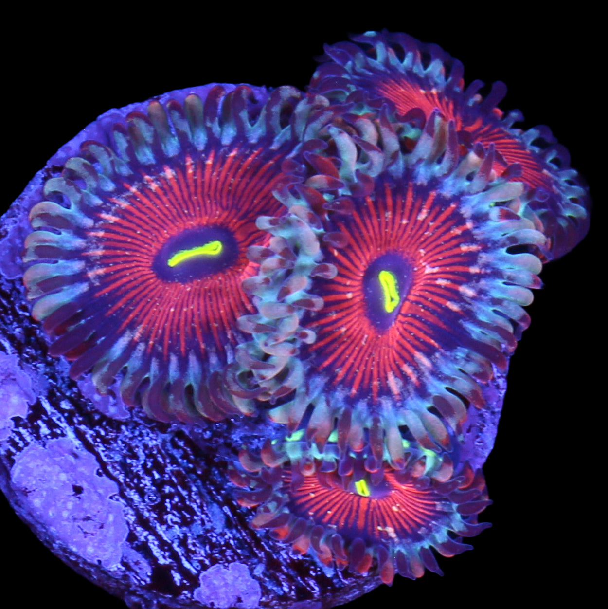 Vivid's Agave Zoanthids