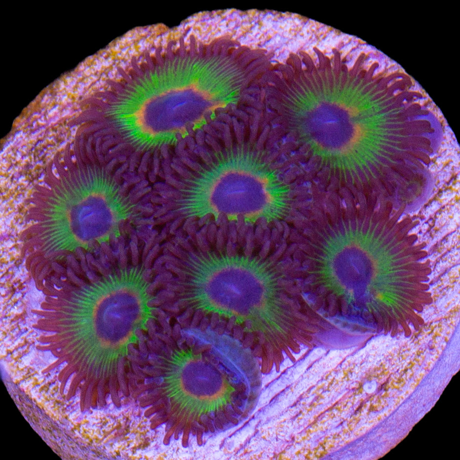 Vivid’s Bob Marley Zoanthids