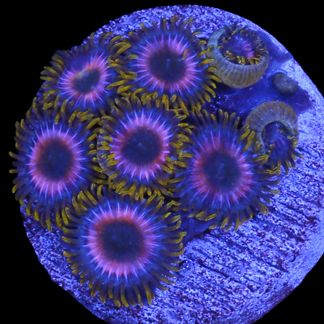 Vivid's Green Flash Zoanthids