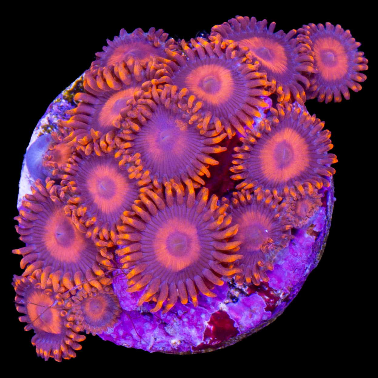 Vivid's Orange Oxide Zoanthids