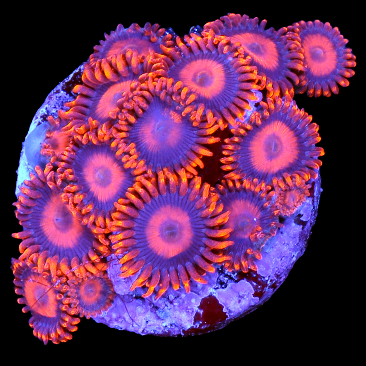 Vivid's Orange Oxide Zoanthids