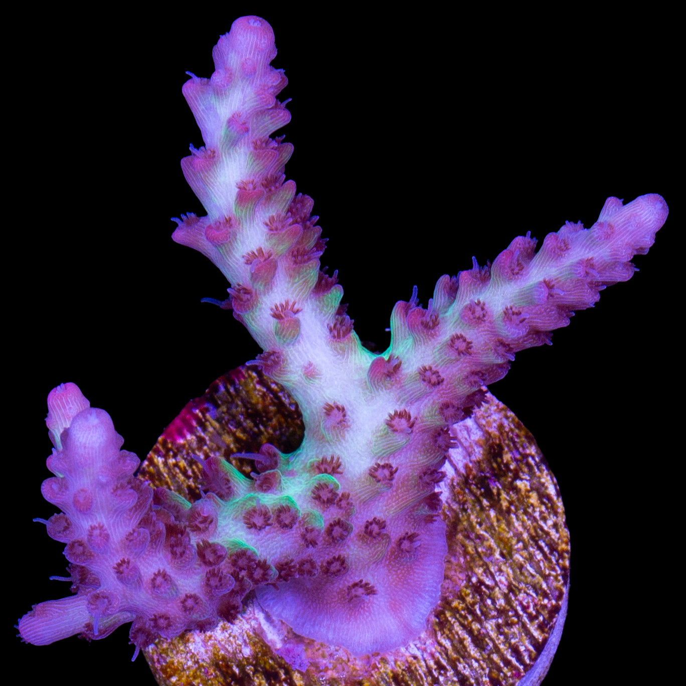 Strawberry Shortcake Acropora Coral - 800 Grown