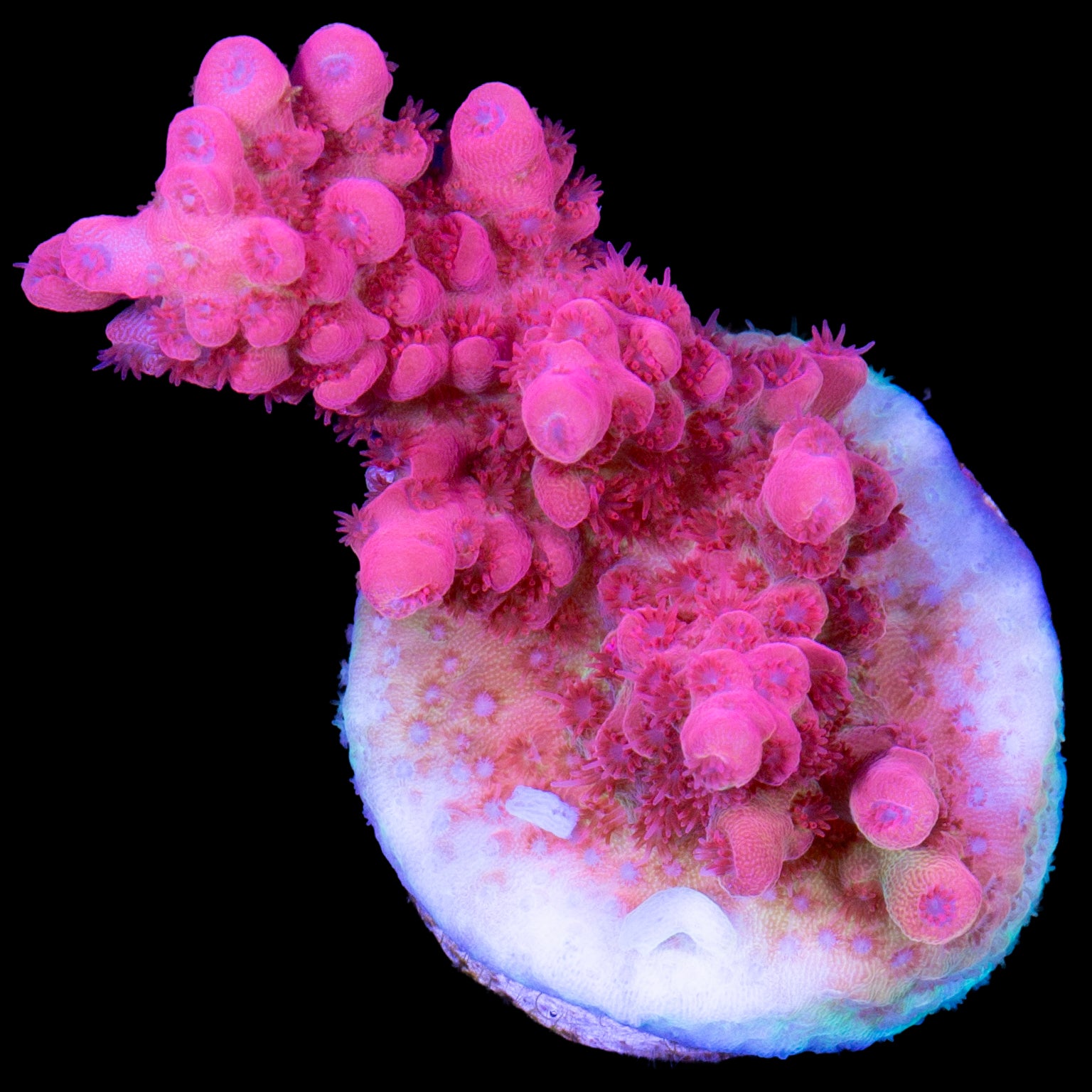 Vivid's Hot Pink Table Acropora Coral