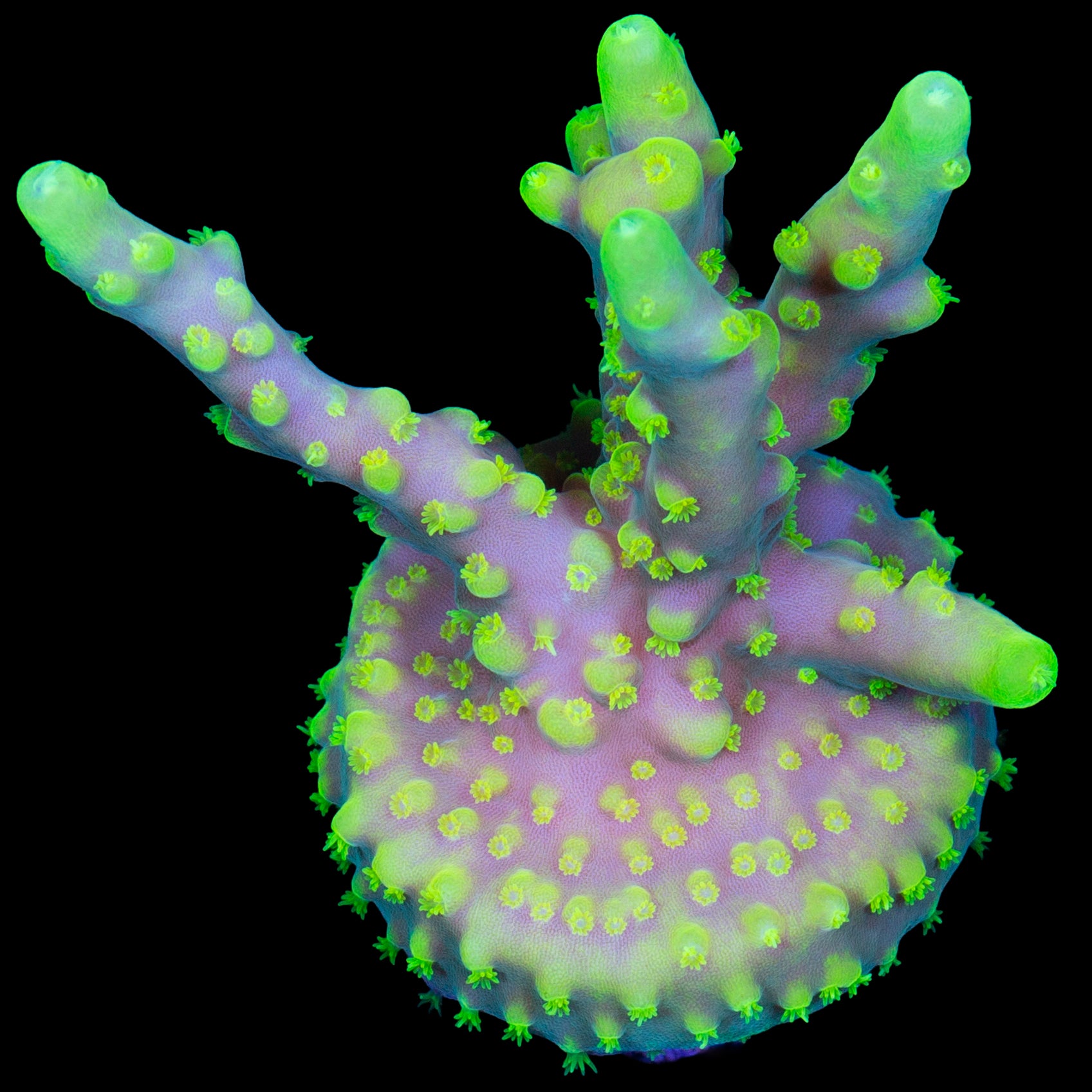 Vivid's Glowstick Acropora Caroliniana Coral