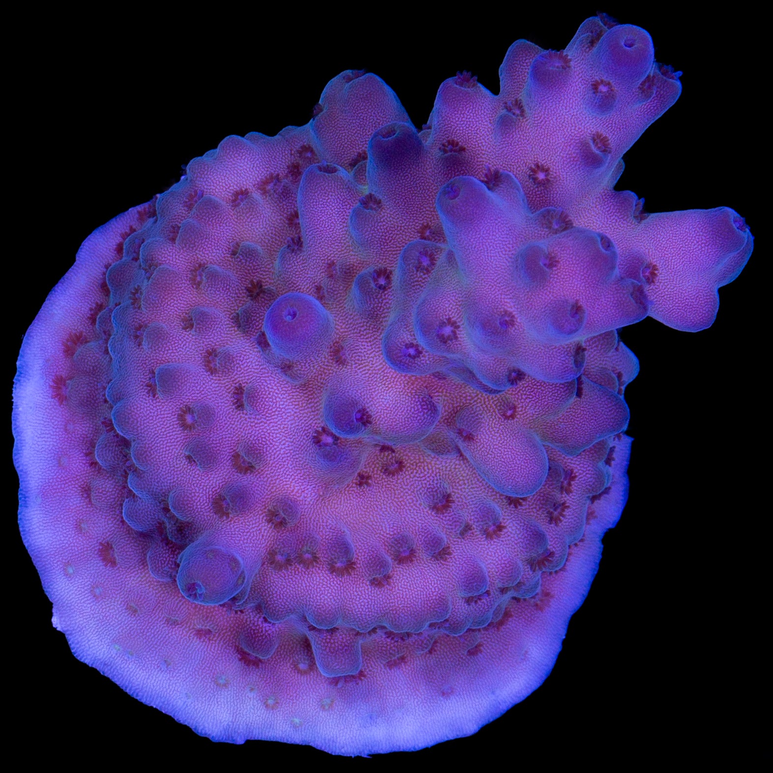 Solomon Islands Purple Monster Acropora Coral (imported 2024)
