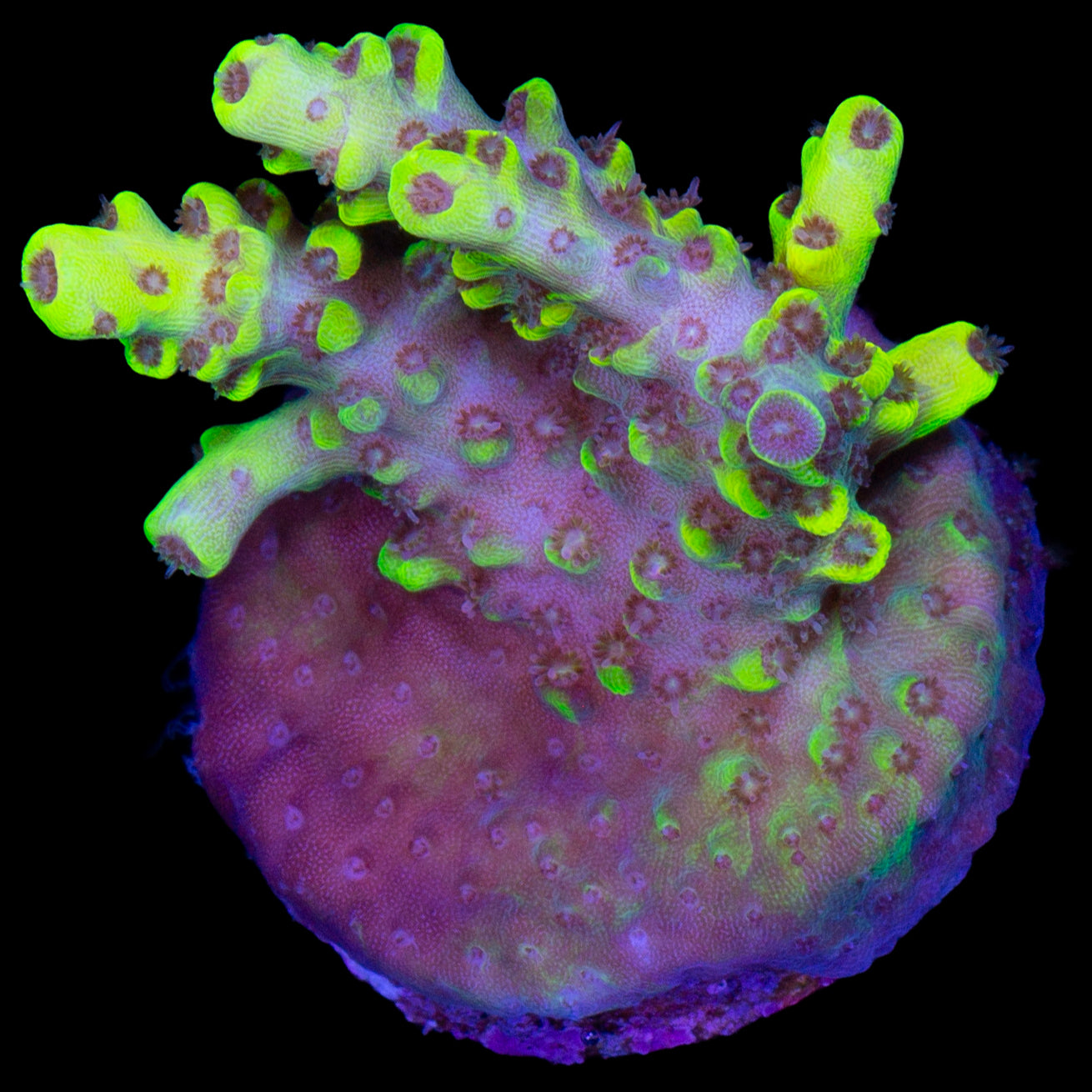 Pink Floyd Acropora Coral - 800 Grown