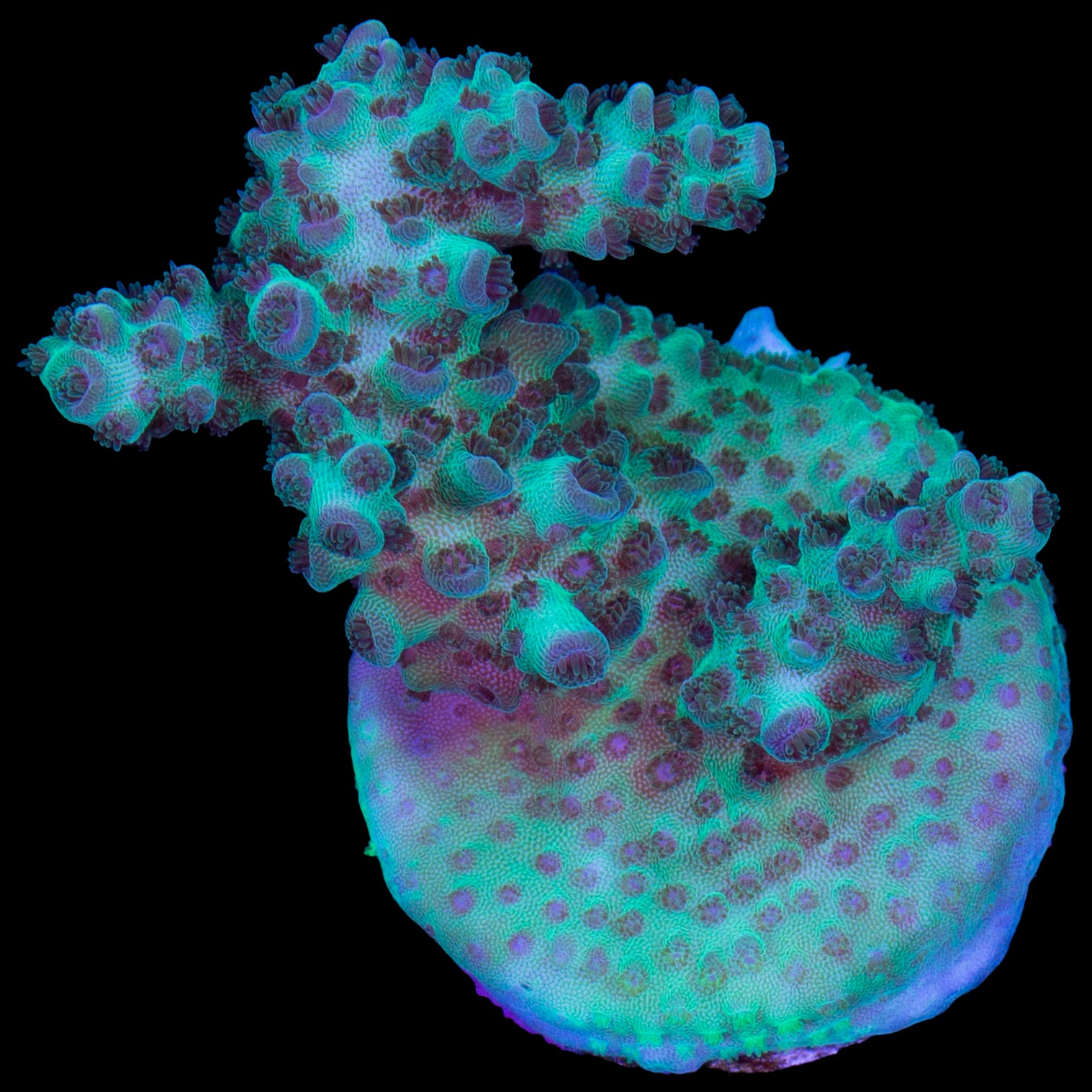 Aegean Acropora Coral - Lg Frag