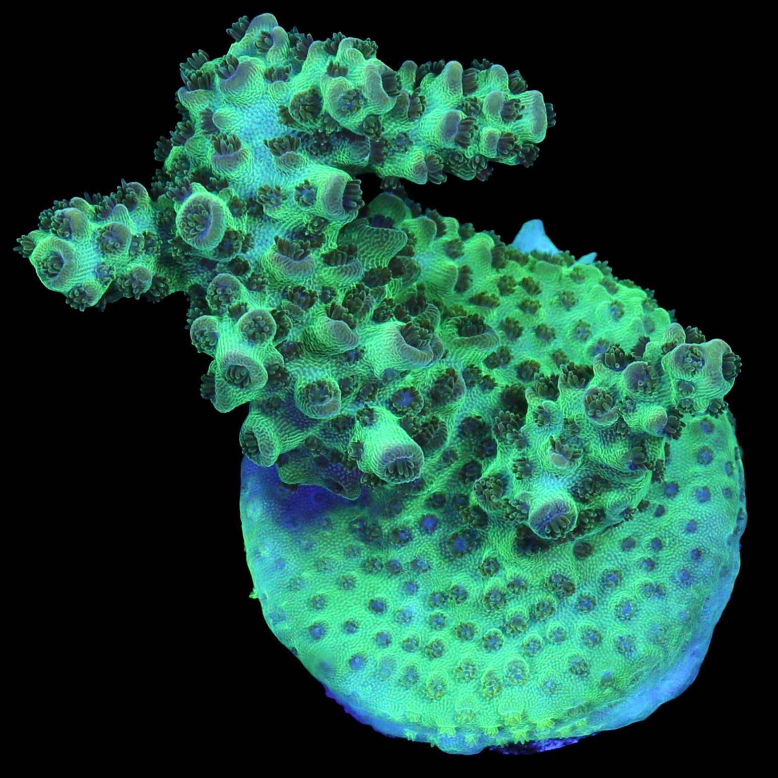 Aegean Acropora Coral - Lg Frag