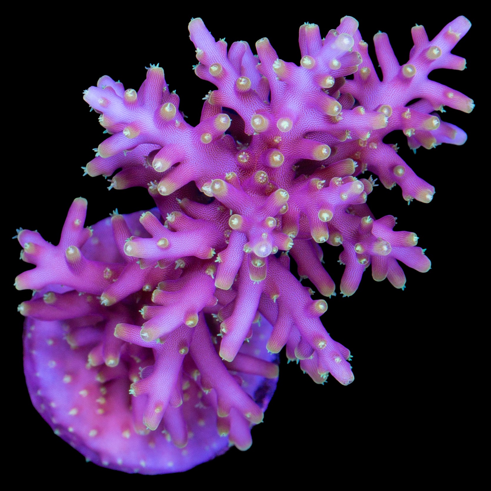 Little Red Ferrari Acropora Coral - 800 Grown - Lg Frag