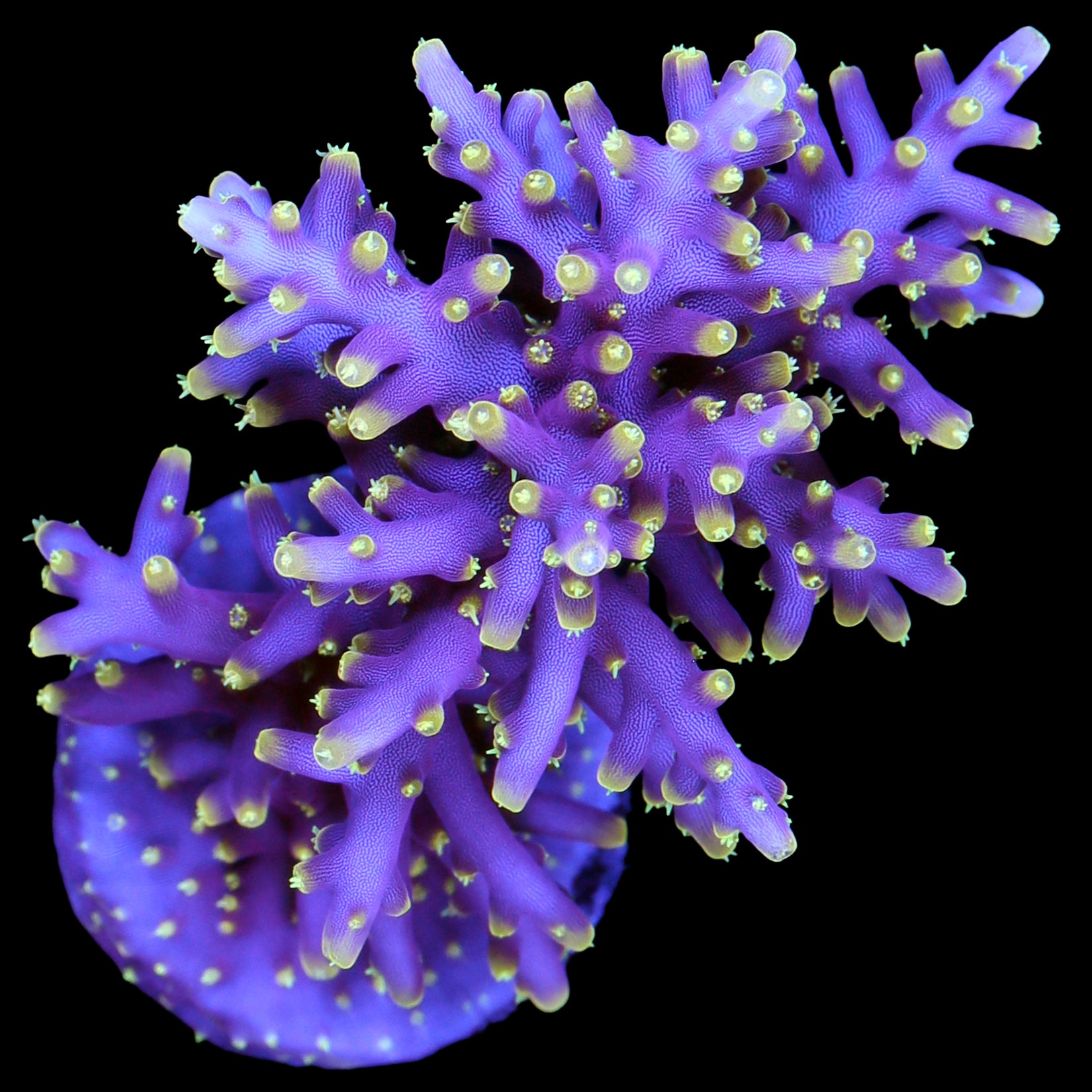 Little Red Ferrari Acropora Coral - 800 Grown - Lg Frag