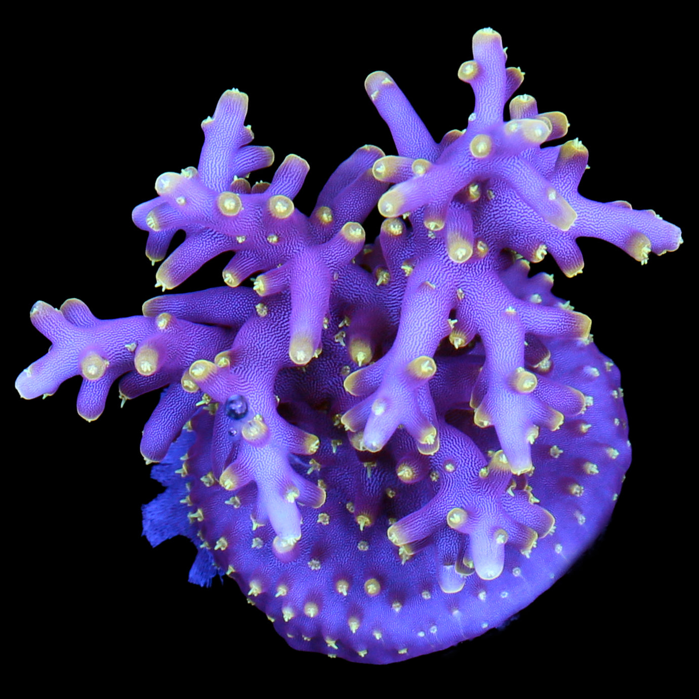 Little Red Ferrari Acropora Coral - 800 Grown