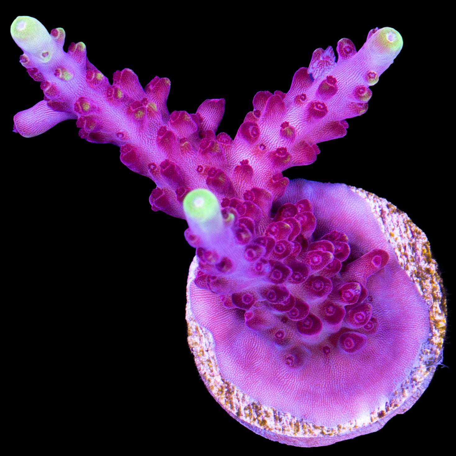 Fox Flame Acropora Coral - 800 Grown - Lg Frag