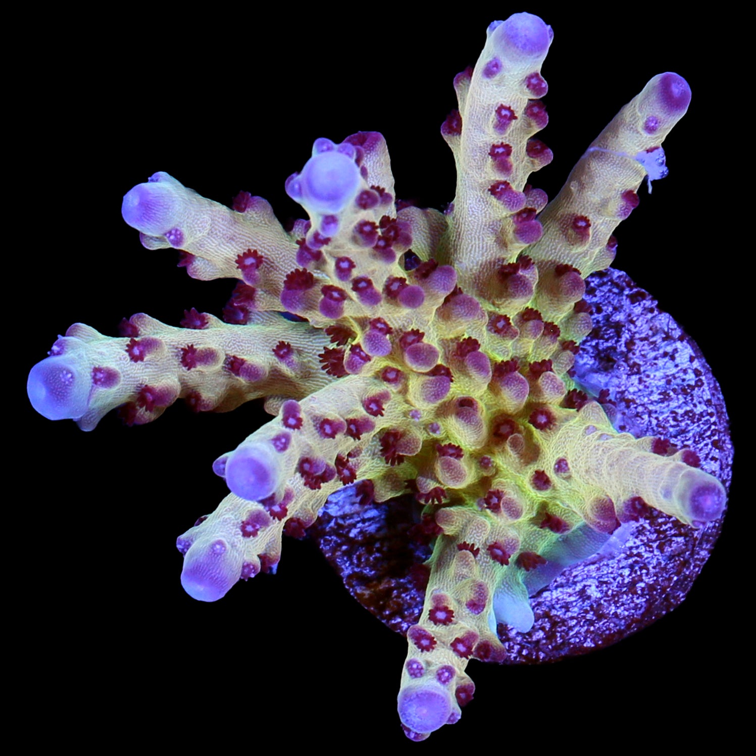 RRC OG Avenger Acropora Coral - 800 Grown - Lg Frag