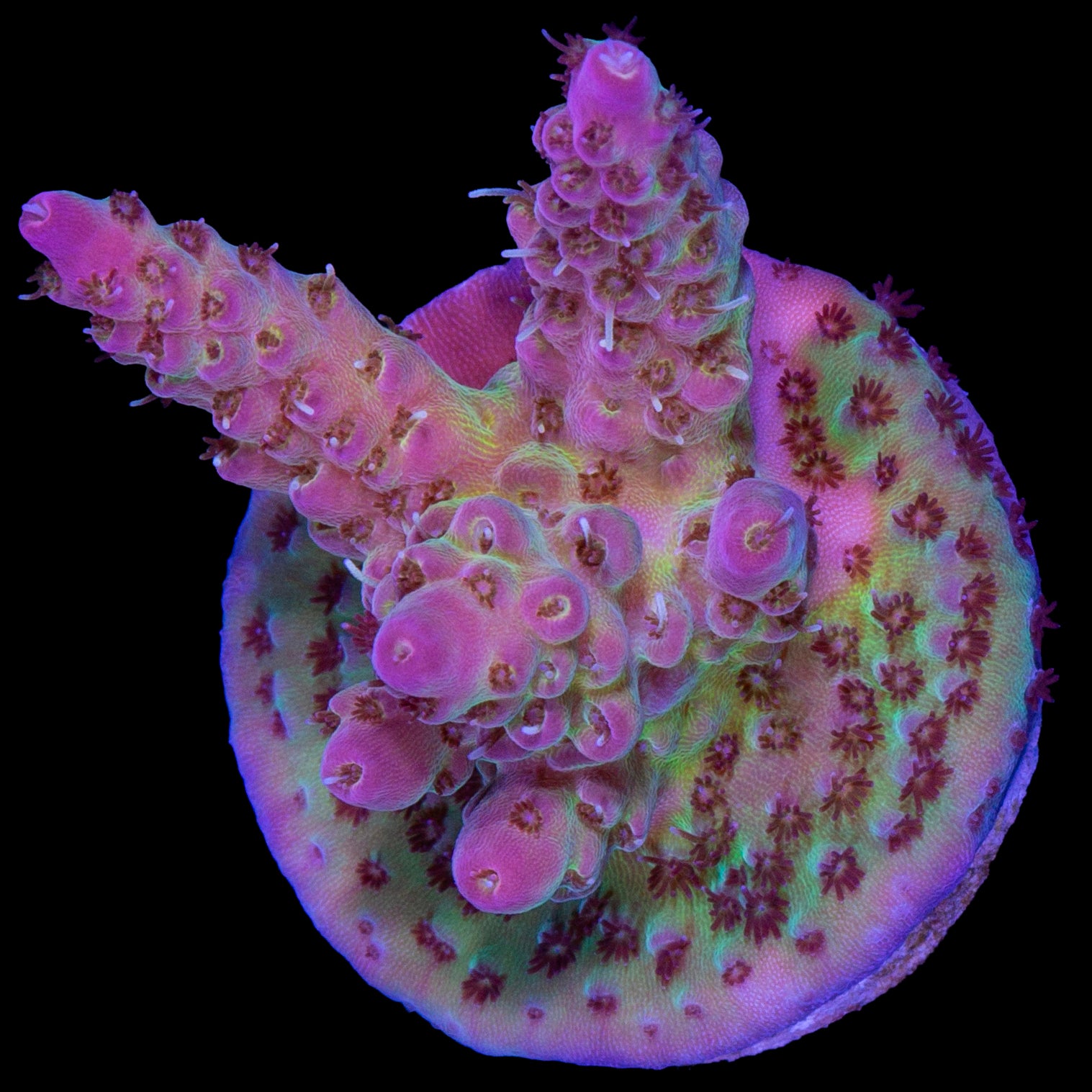 Pink Tip Tabling Acropora Coral