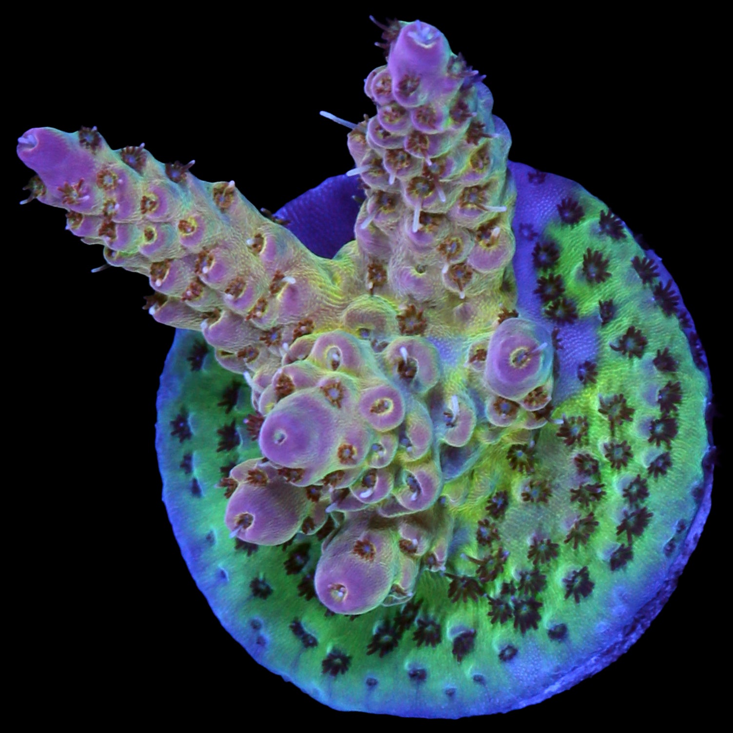 Pink Tip Tabling Acropora Coral