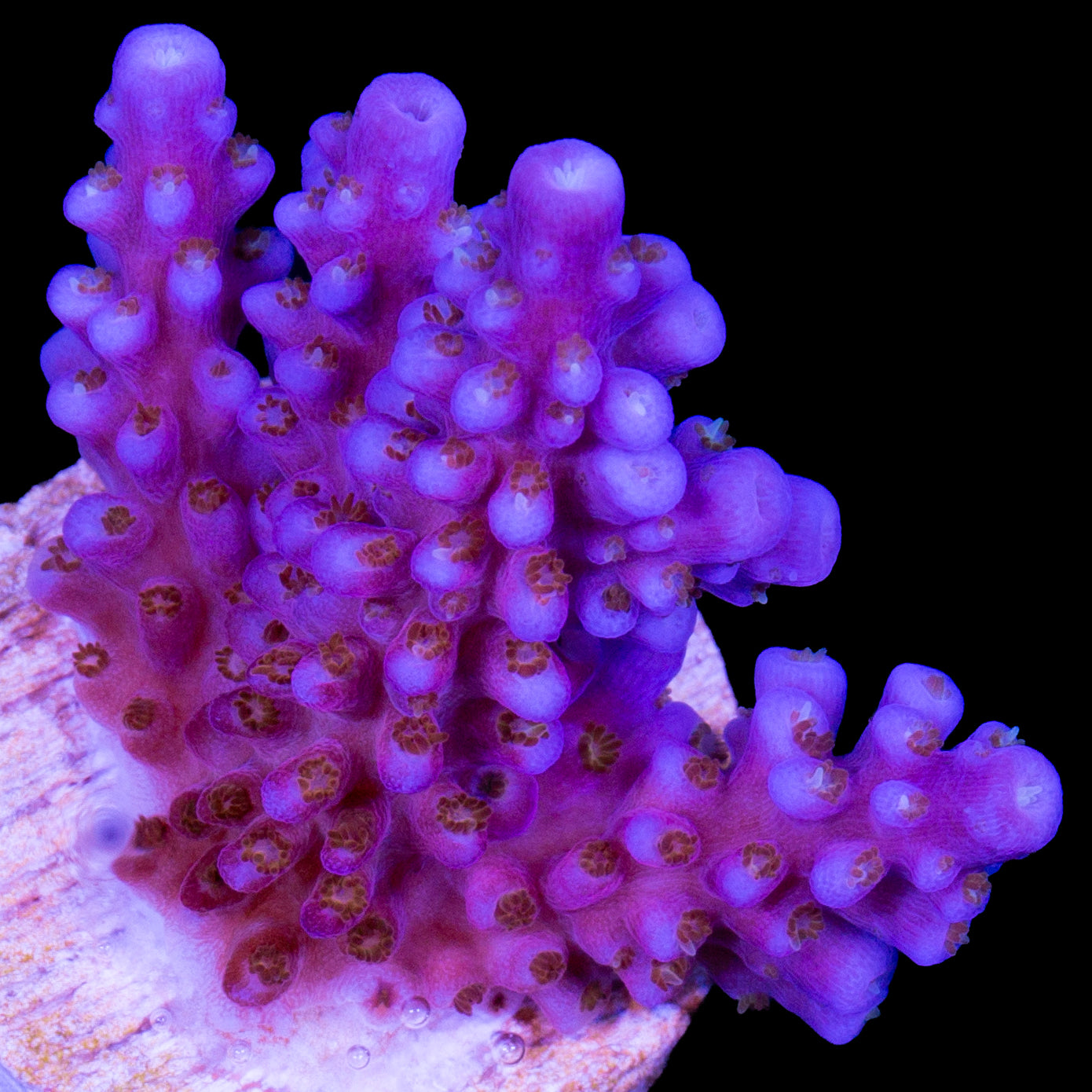 Merlin's Wizard Acropora Coral - 800 Grown