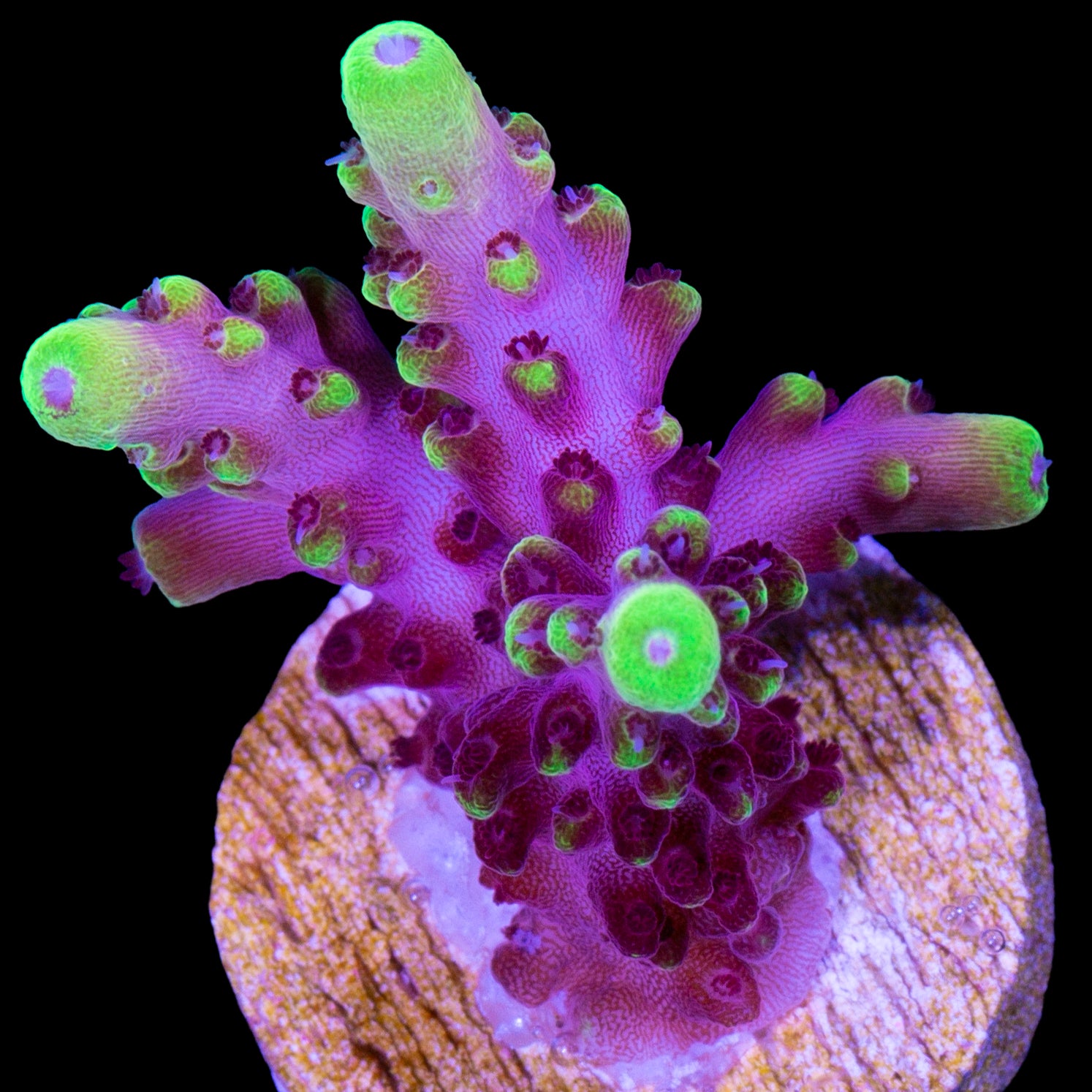 Fox Flame Acropora Coral - 800 Grown - Lg Frag
