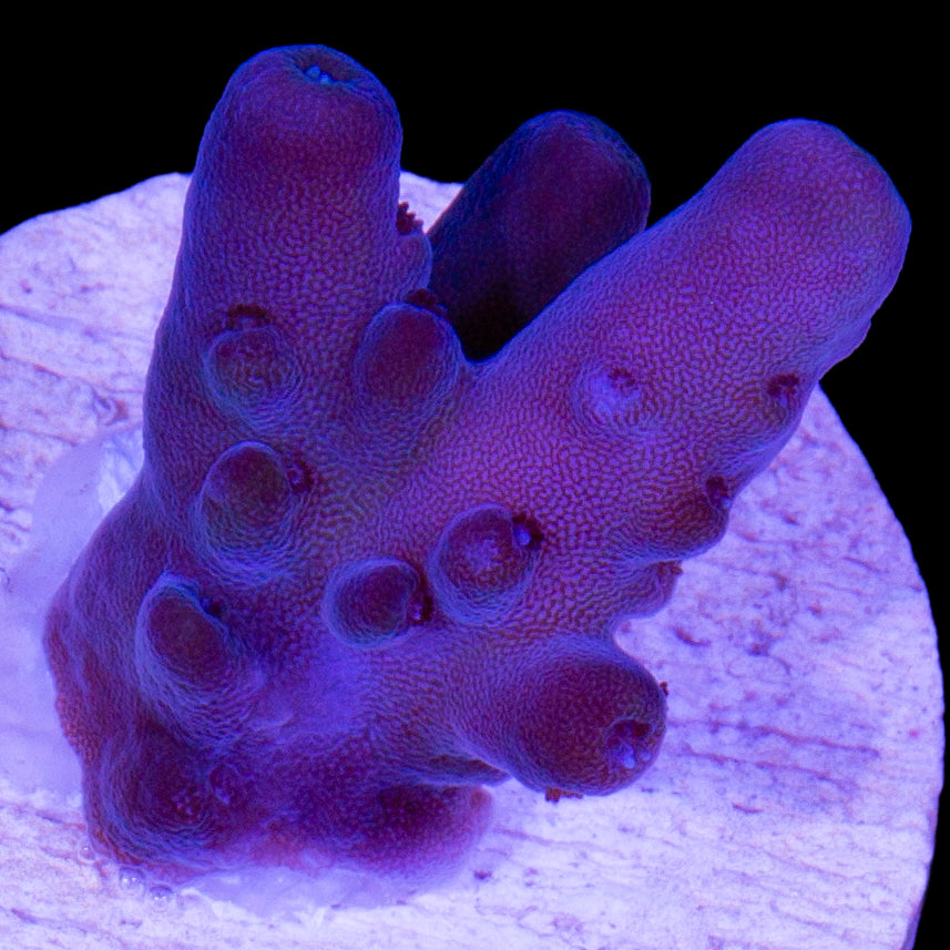 Solomon Islands Purple Monster Acropora Coral (imported 2024)