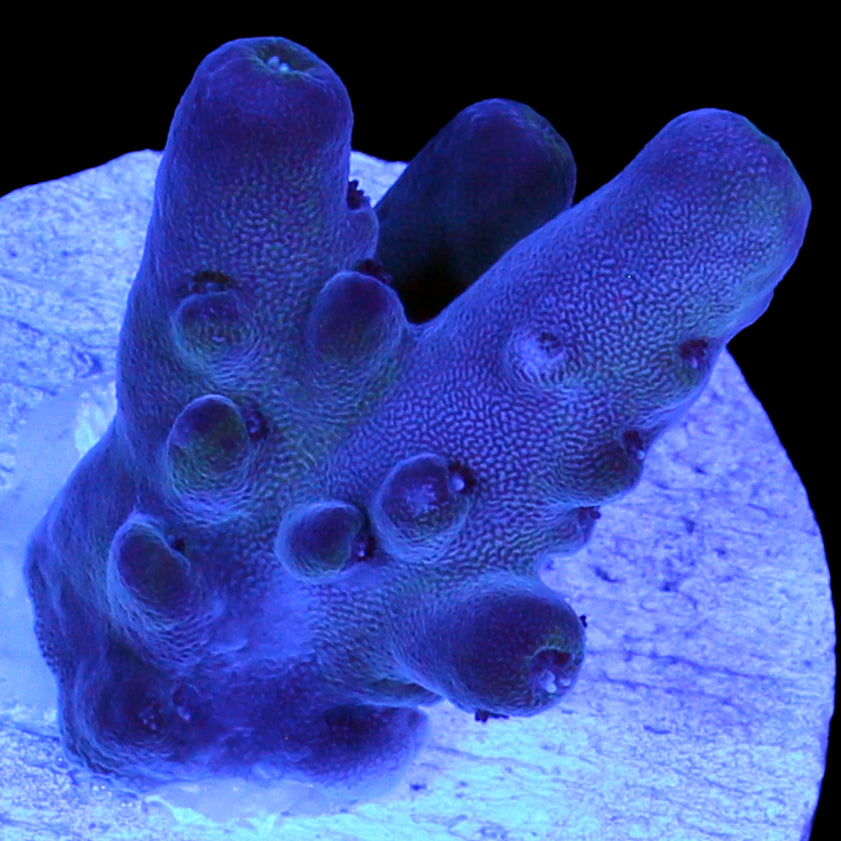 Solomon Islands Purple Monster Acropora Coral (imported 2024)