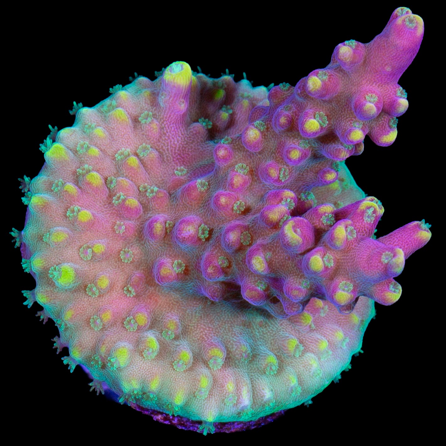 Candyland Acropora Coral