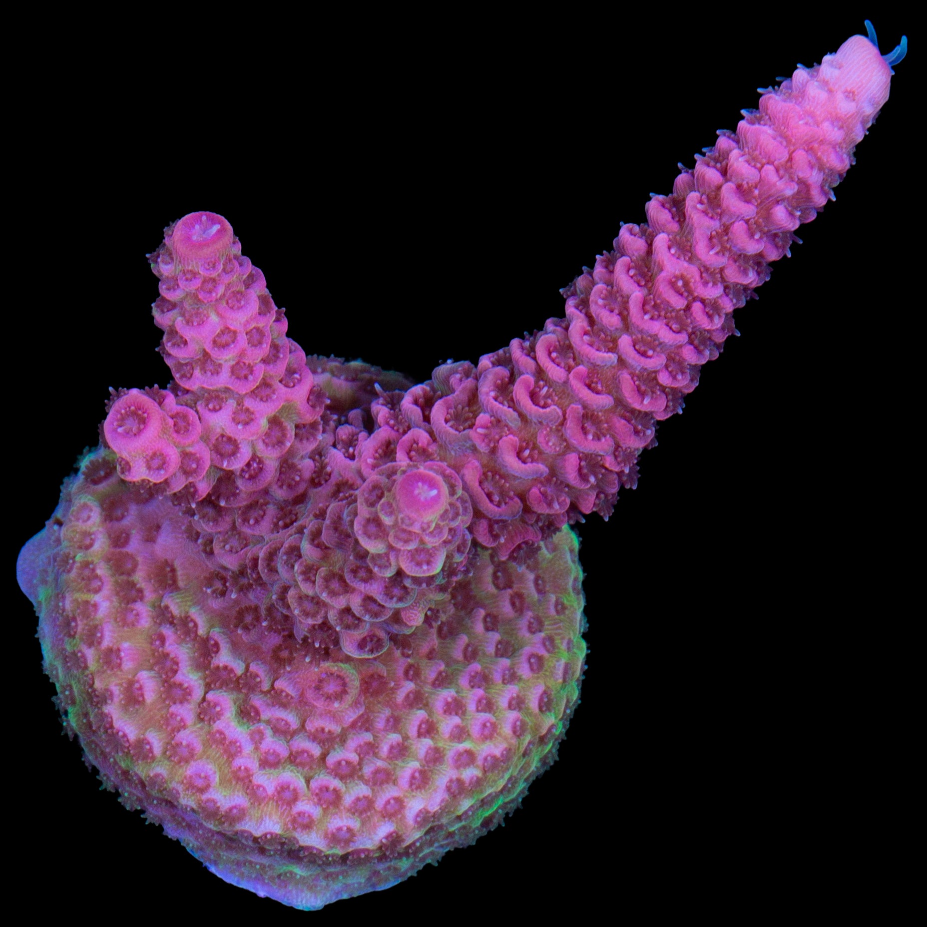Raspberry Millepora Acropora Coral - Lg Frag
