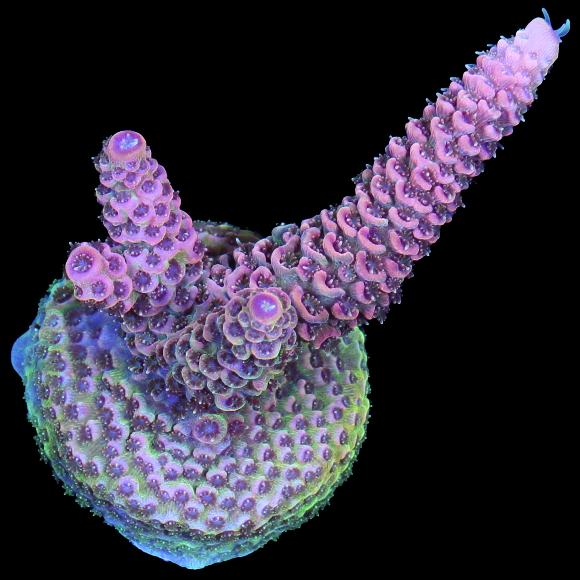 Raspberry Millepora Acropora Coral - Lg Frag