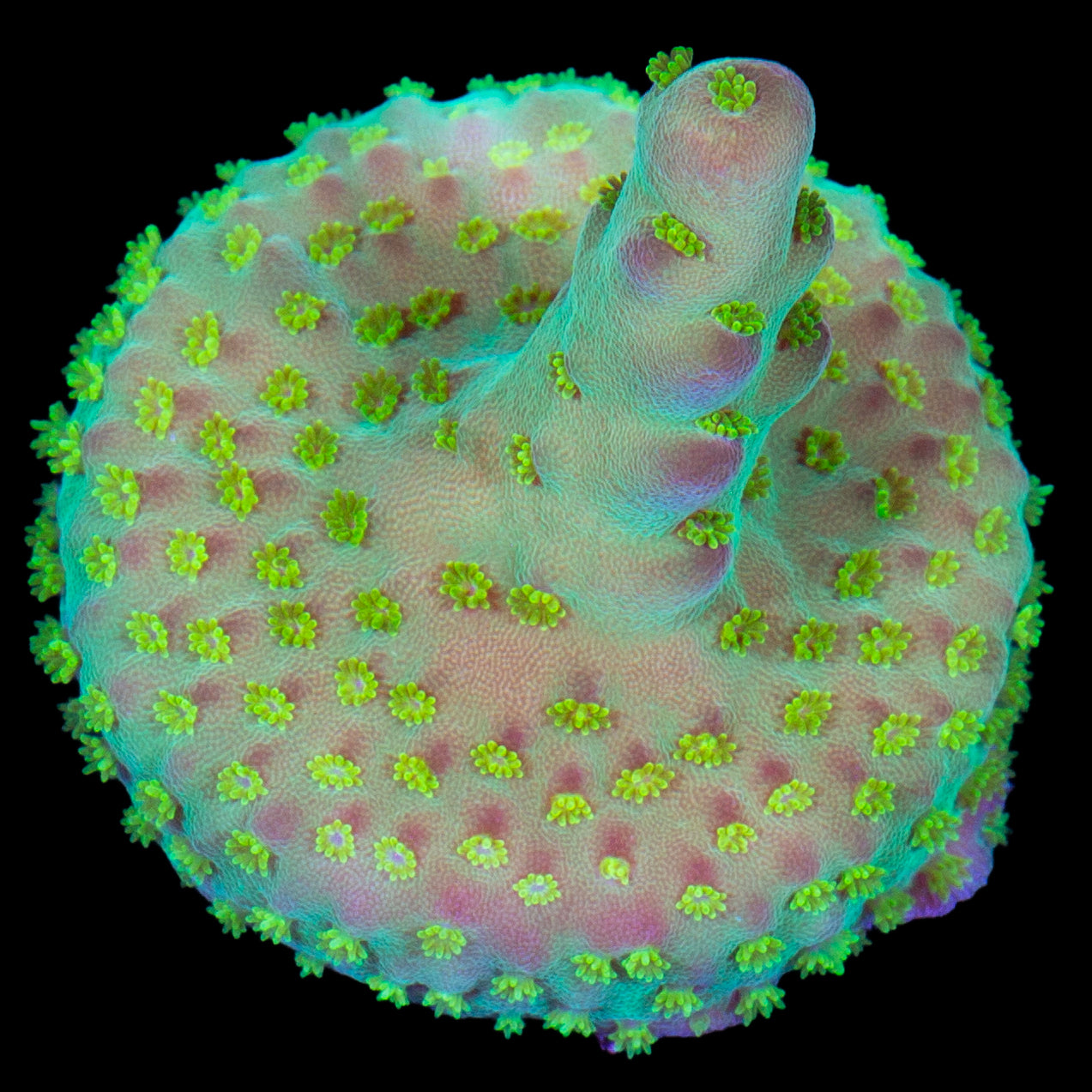 Vivid's Buzz Lightyear Acropora Coral