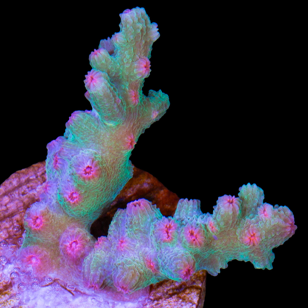 Aquaman Branching Cyphastrea Decadia Coral